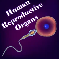 Human Reproductive Organs