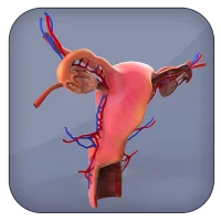 Female Reproductive System 3D